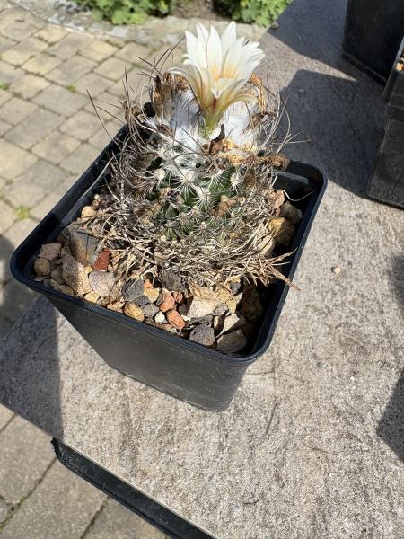 Turbinicarpus dickisoniae